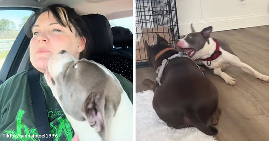 Gray-and-white pit bull licking a woman’s face in a car, beside a second image of the dog playfully wrestling with another dog on the floor at home.
