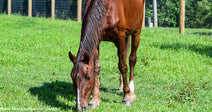 Your Kindness Helped Bring This Neglected Horse Back to Life