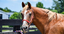 Neglected Horse Seized from "Unsafe Conditions" Finally Gets Care He Needs