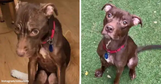Side-by-side images show a small brown puppy sitting indoors on a wood floor and then sitting alert on grass outdoors.