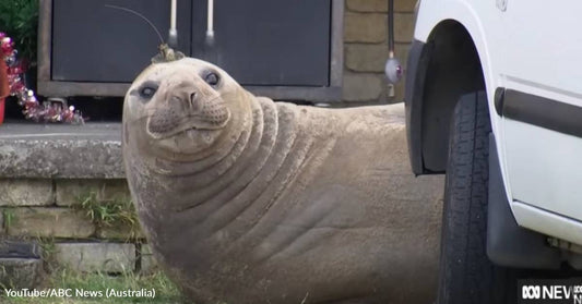 The Perfect Excuse to Miss Work: 1300-Lb Elephant Seal Blocks Woman's Car