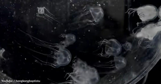 New' Jellyfish Species Has 24 Eyes and an Extremely Deadly Marine Relative