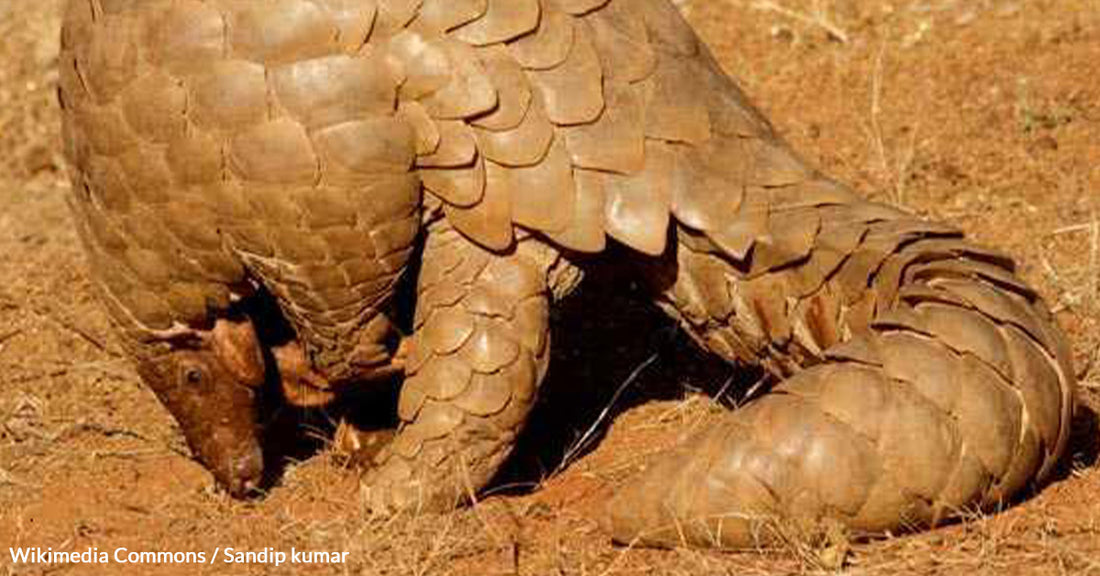 New Pangolin Species Offers Hope Amidst Extinction Crisis