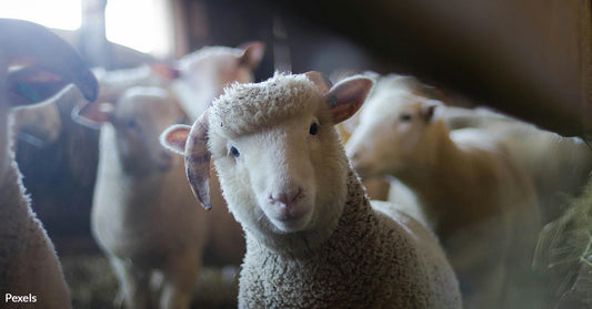 Sheep Beaten and Mutilated as Wool Industry’s Ethical Claims Unravel