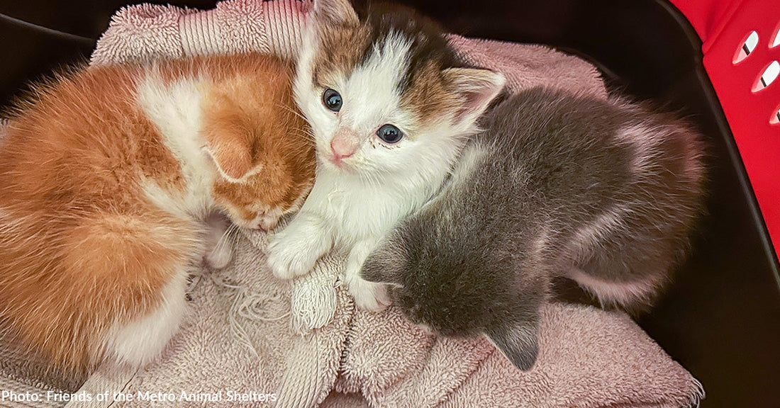 three newborn kittens resting on white towel
