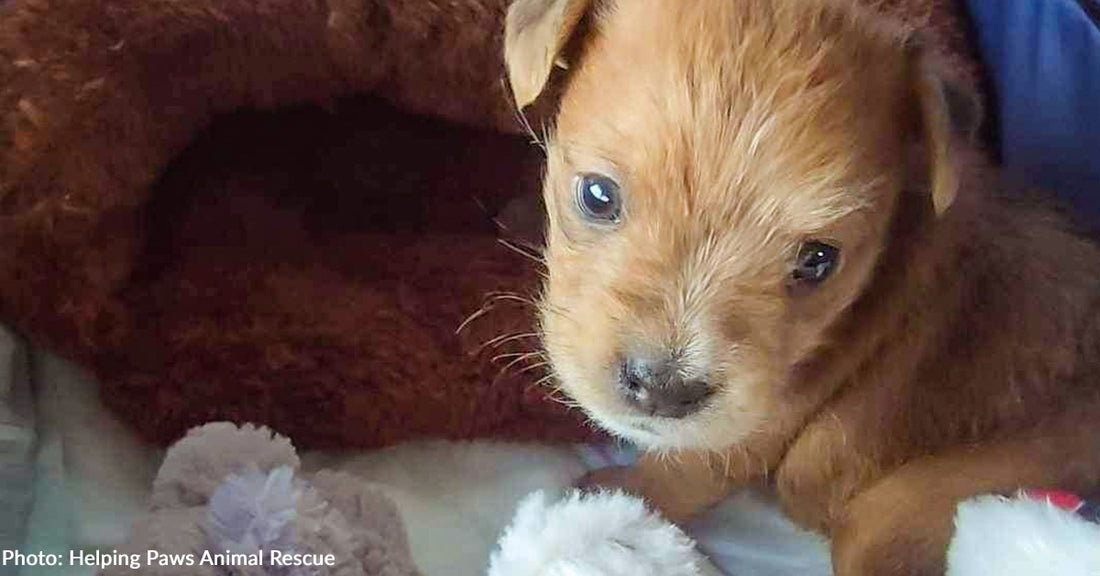 Owner Wanted Newborn Puppy Euthanized But Thanks To Your Support She Is Thriving