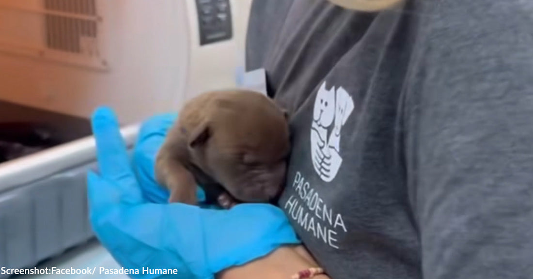 Newborn Puppy Found Alive Amid Raging California Wildfire