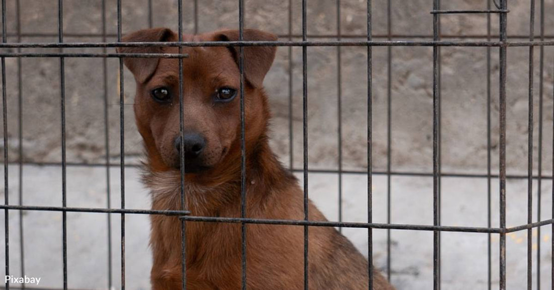 New York Law Banning Pet Shops From Selling Dogs, Cats, and Rabbits Takes Effect