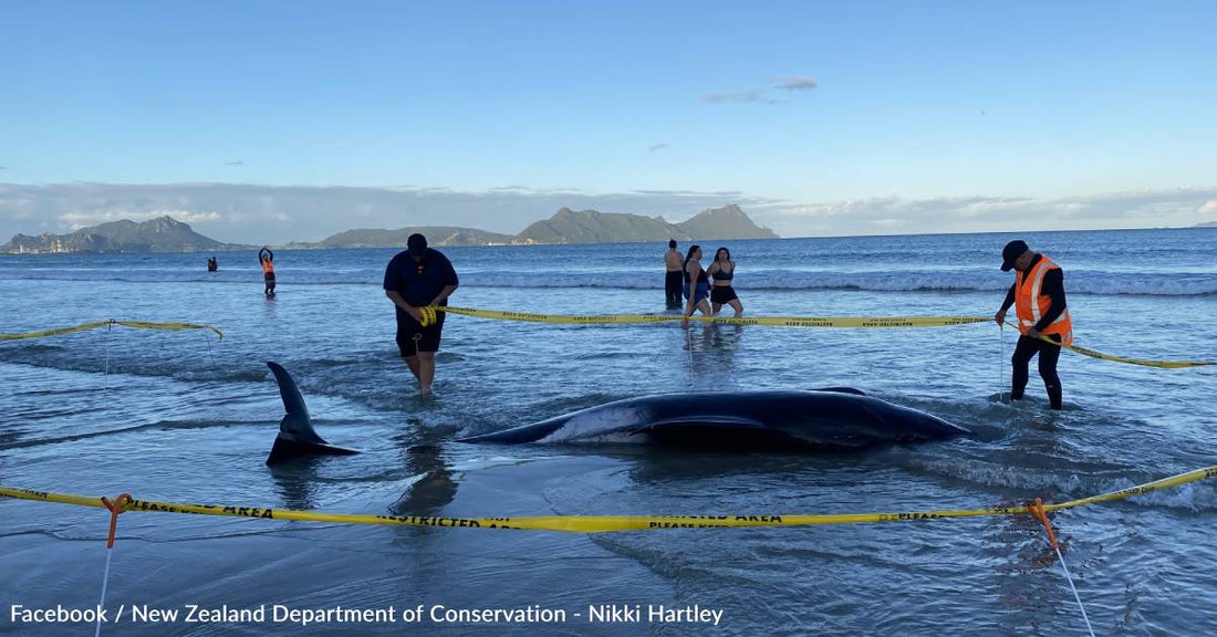 Groups in New Zealand Respond to Back-to-Back Mass Whale Strandings