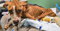 Overcrowded Animal Shelters Are in Dire Need of Pet Food