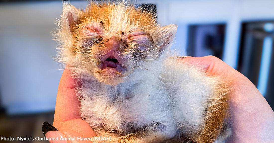 Kitten Barely Able to Breathe Makes Miraculous Recovery, Thanks to Your Support