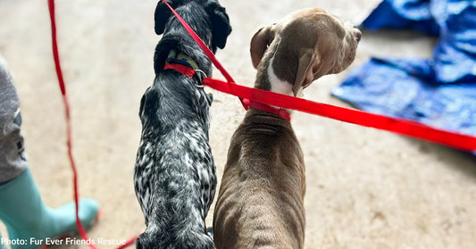 Starving Mama Dogs Only Fed Oatmeal Rescued Along With Their Puppies