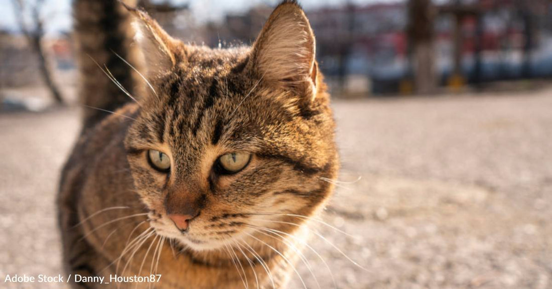 Family Adopts Petrified FIV+ Cat, Who Blossoms Under Their Love