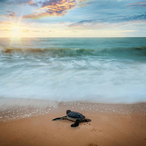 Protect Endangered Sea Turtles From Pollution And Greed
