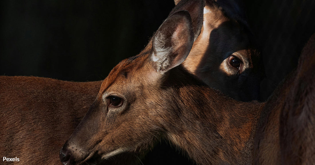 Oregon Fights Heartless High-Tech Poachers Who Used Night Vision To Kill Wildlife