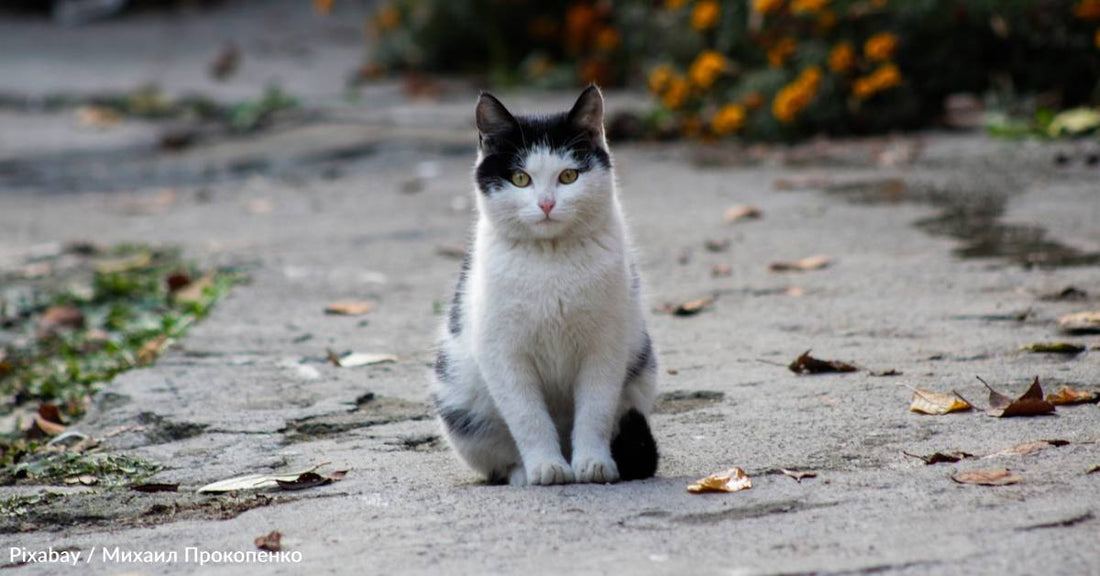 Kitten Running in Road Survives After Being Hit By Car