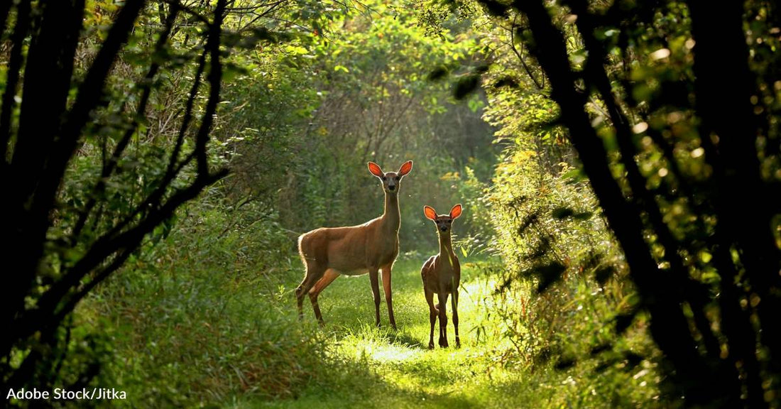 State Animals of the Northeastern United States