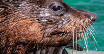 Close-up profile of a wet northern fur seal with long whiskers resting beside bright turquoise water.