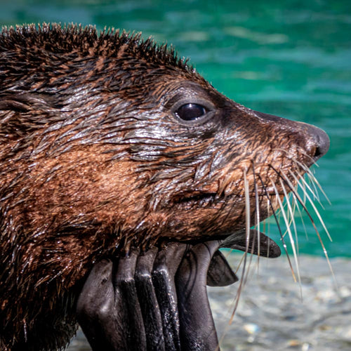 Close-up profile of a wet northern fur seal with long whiskers resting beside bright turquoise water.