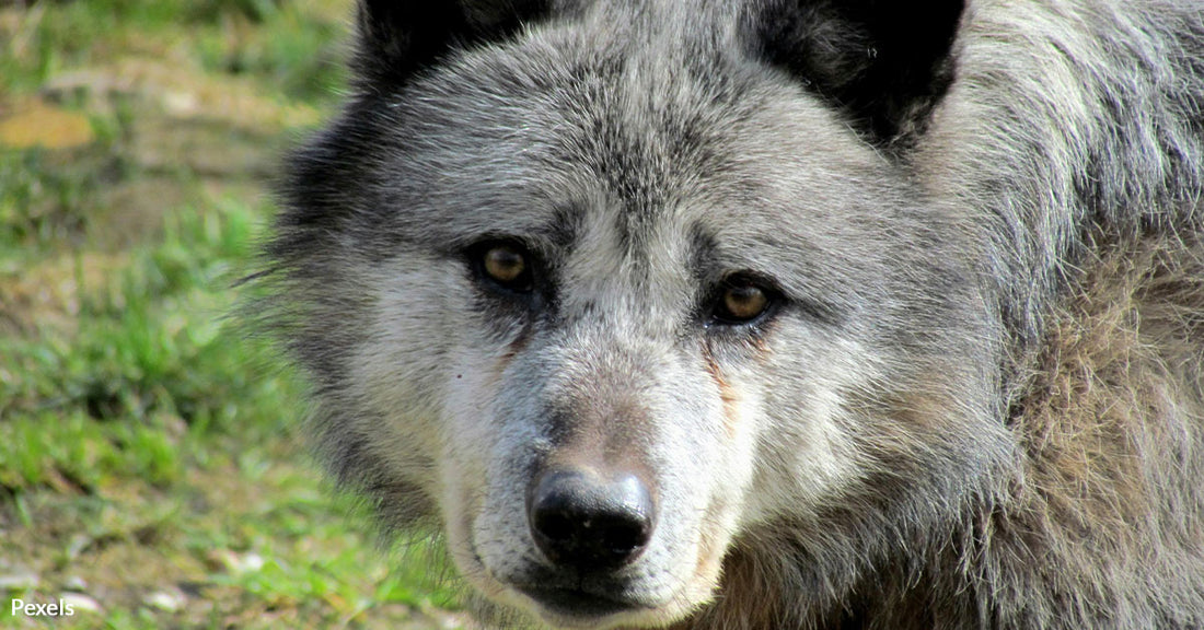 Aggressive Policies Threaten Wolves in the Northern Rockies