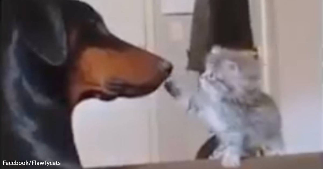 Sweet Dog Holds Perfectly Still and Lets Kitten Boop His Nose Repeatedly