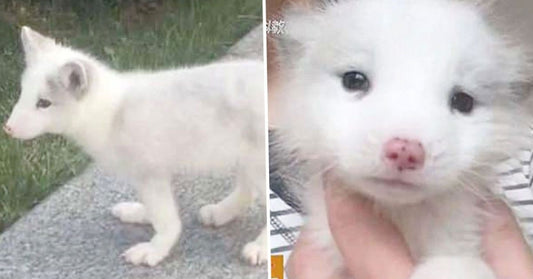 After Raising This 'Puppy' For A Year, Woman Discovers She's Living With A White Fox