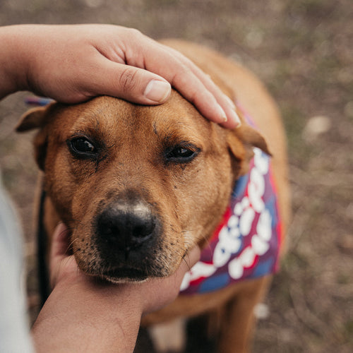 Stop Known Animal Abusers From Ever Harming Another Pet