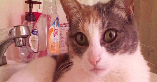 Foster Cat 'Stubbornly Clings to Life' as She Fights to Overcome Health Issues