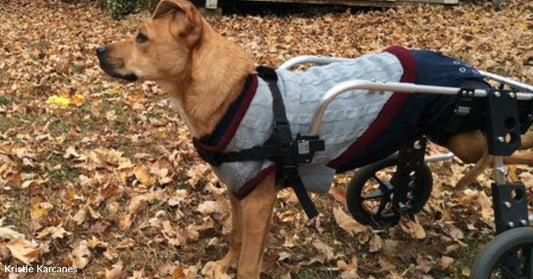 Dog Paralyzed By Bullet Maintains Positive Attitude and is 'Ready to Make a Difference'