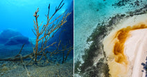 On the left, a dead branching coral rests on a sandy ocean floor beside a rock wall; on the right, an aerial view shows sargassum seaweed washing onto a tropical.