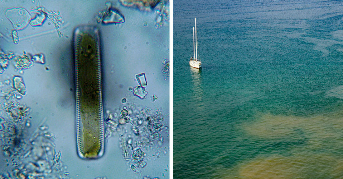 Underwater Robots Uncover Organic Secret as Heavy as 250 Million Elephants