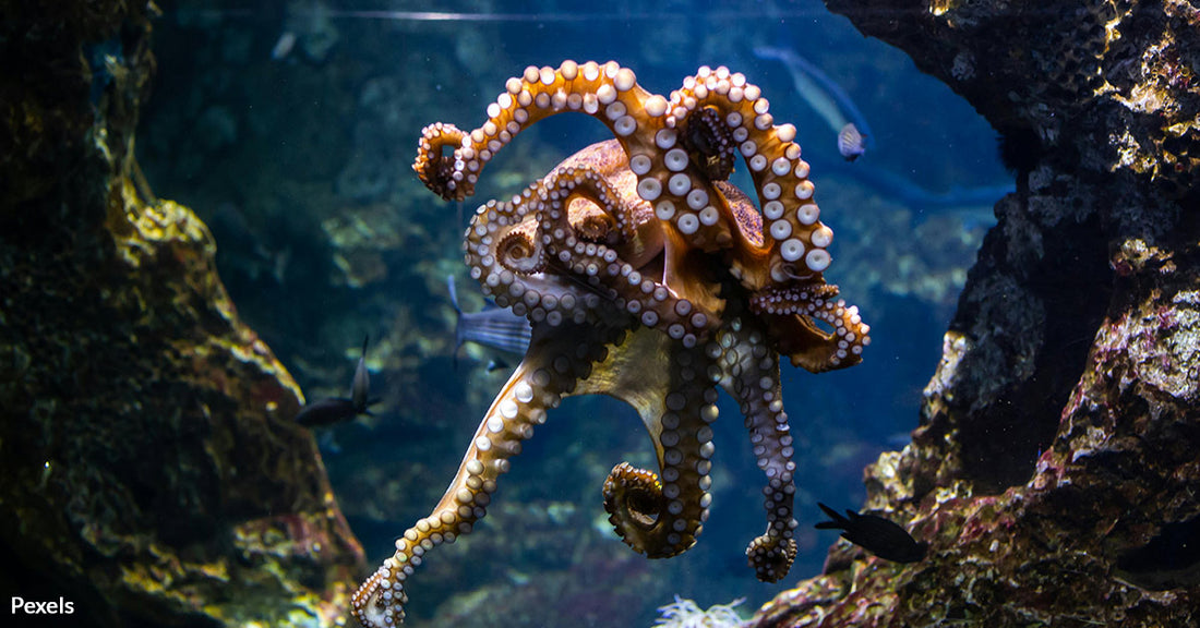 California Moves to Outlaw Octopus Farms, Prioritizing Compassion Over Cruelty