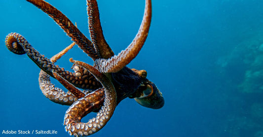 Ambidextrous? Octopi Are Way Beyond That