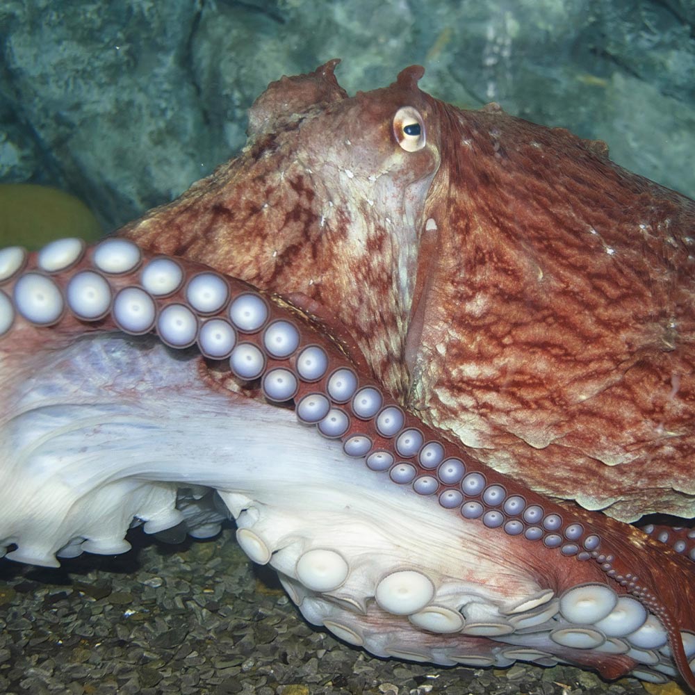 Close-up of octopus with large suction cups on its extended arm.