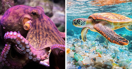 Split image showing a close-up of an octopus on the left and a sea turtle swimming over plastic waste on the right.