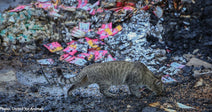 Missile Strikes Ukraine Shelter Killing Animals and Destroying Pet Food Supply