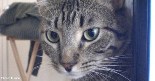 Cat Named After Norse God Lives Up to His Moniker