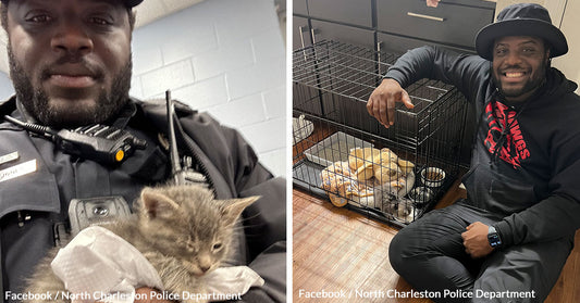 Heroic Police Officer Rescues and Adopts Abandoned Kitten Tabby Rashard