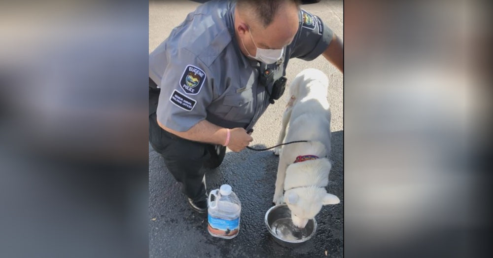 Officer Rescues Husky From Locked Car With Internal Temperature Of 116 Degrees