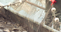 A worker in red rubber gloves and green overalls lifts a wire-framed net teeming with thrashing fish at an aquaculture facility.