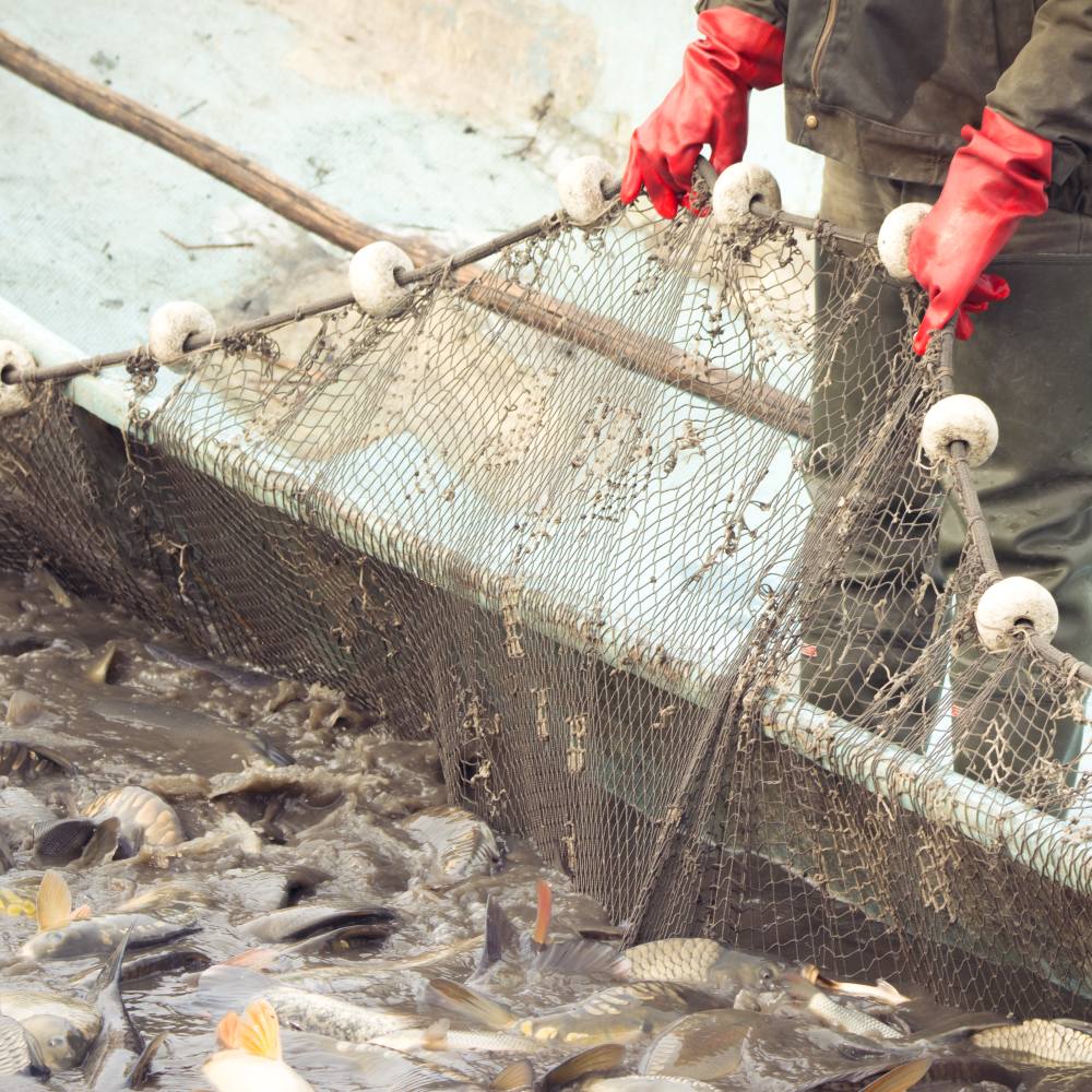 A worker in red rubber gloves and green overalls lifts a wire-framed net teeming with thrashing fish at an aquaculture facility.