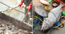 On the left, a worker in red gloves harvests fish from a crowded net at a fish farm; on the right, a dead fish lies tangled in fishing nets and.
