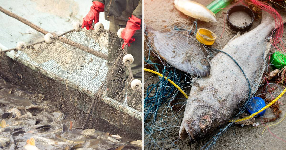 On the left, a worker in red gloves harvests fish from a crowded net at a fish farm; on the right, a dead fish lies tangled in fishing nets and.