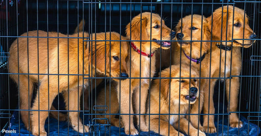 Ojai Becomes First City To Shut Down Cruel Torture Breeding Practices