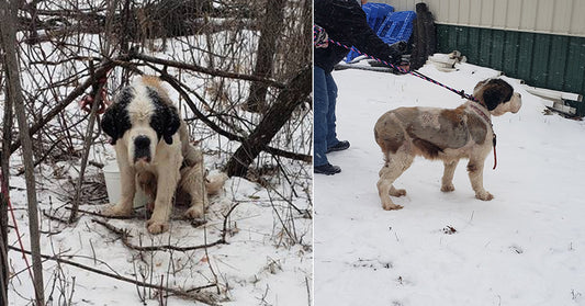 Senior Dog Survives 17 Straight Days Braving Winter Wilderness