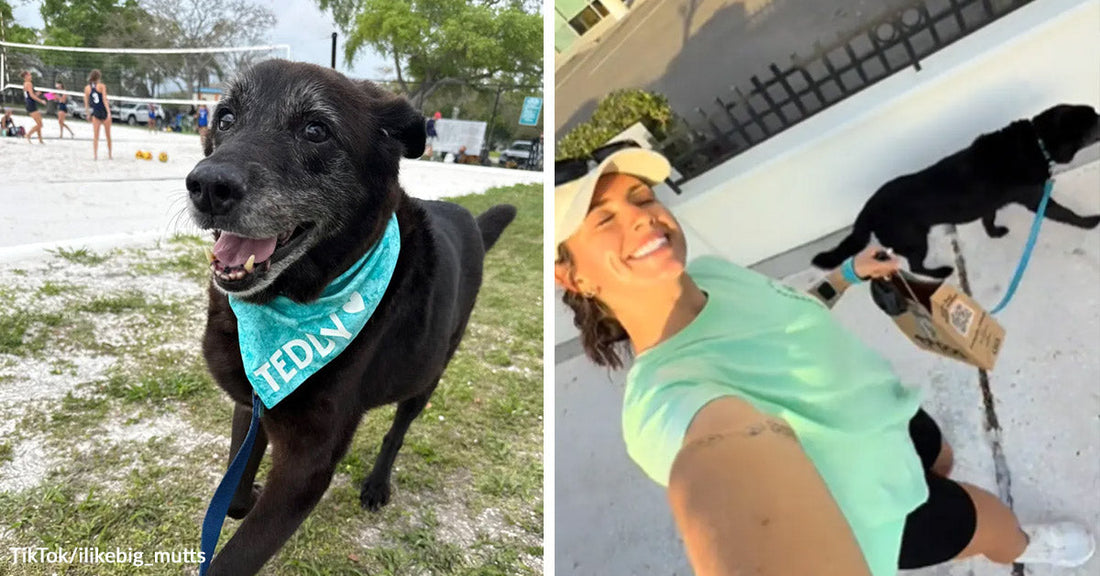 Senior black dog wearing a teal bandana stands outdoors near a volleyball court, then walks beside a smiling woman carrying a box.