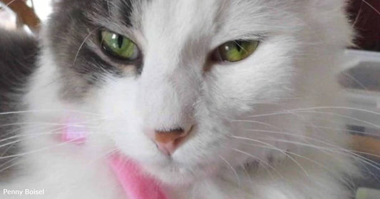 Cancer Survivor Gives Cat a Second Chance: 'He Got It and So Did I'