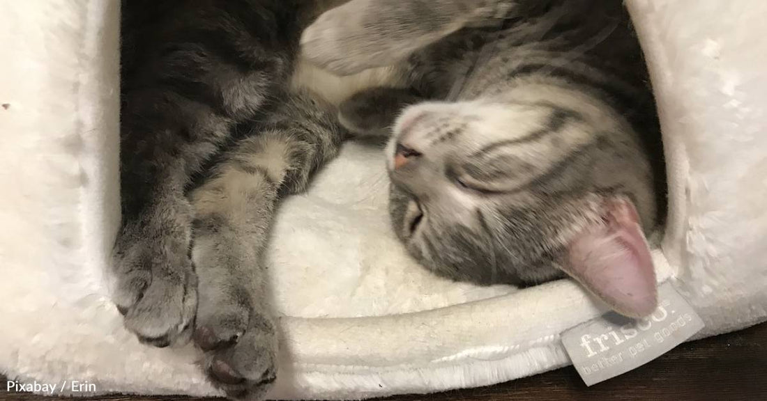 Little Gray Kitten Crashes a Family's Walk with Their Dog