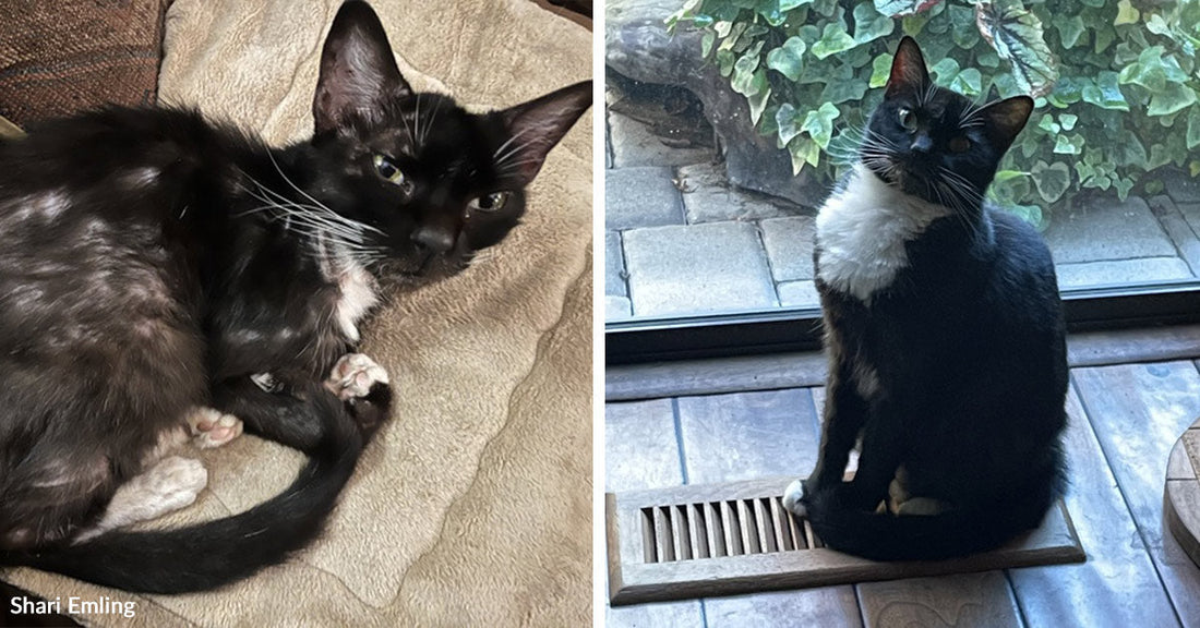 Thin black-and-white tuxedo cat curls up on a beige cushion on a couch, looking toward the camera. Black-and-white tuxedo cat sits on a floor vent by a glass door, looking up, with green ivy visible outside.