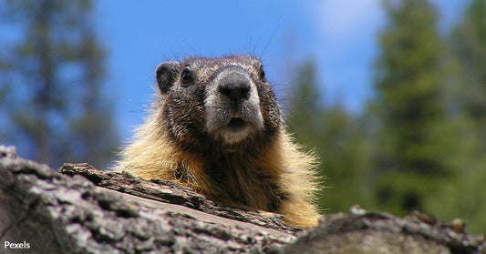 Olympic Marmots on the Brink as Climate Change and Predators Close In